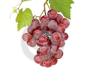 Grape cluster