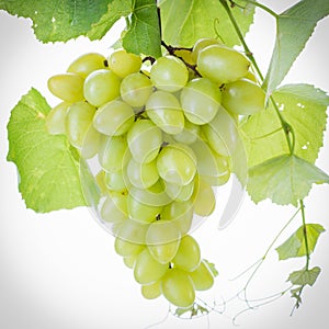 Grape cluster