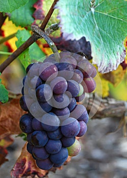 Grape cluster