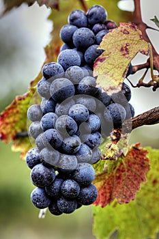 Grape cluster