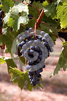 Grape cluster