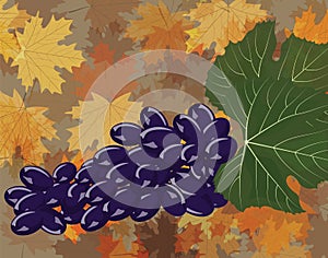 Grape cluster background