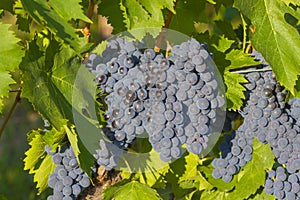 Grape cluster and berry structure