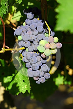 Grape cluster with blue dark berries hanging and ripening on a bush with green leaves