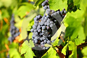 Grape cluster with blue dark berries hanging and ripening on a bush with leaves