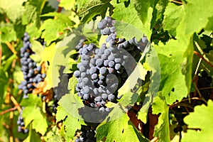 Grape cluster with blue dark berries hanging and ripening on a bush with leaves