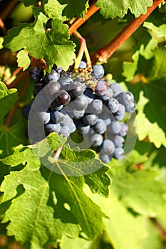 Grape cluster with blue dark berries hanging and ripening on a bush with leaves