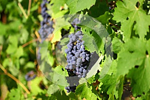 Grape cluster with blue dark berries hanging and ripening on a bush with leaves