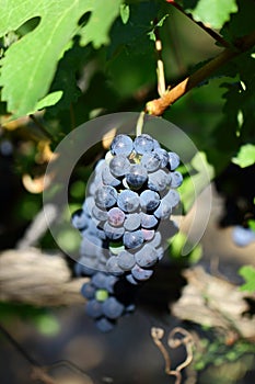 Grape cluster with blue dark berries hanging and ripening on a bush with leaves. Bokeh effect