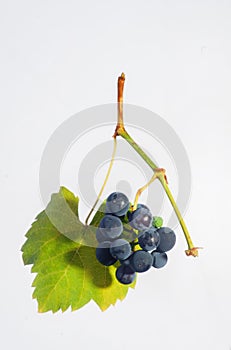 Grape Cluster with Leaf - Isolated on White