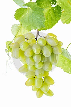 Grape cluster