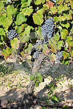 Grape cluster of the monastrell variety. Red wine production