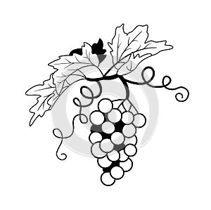 Grape cluster silhouette for wine companies logo. Juicy fruit icon. Black-white berries with leaves and curly mustache in  o