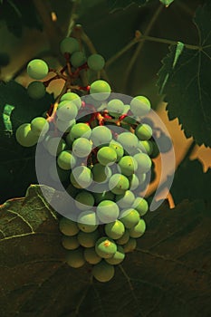 Grape cluster on twig of vine in a vineyard
