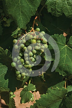 Grape cluster on twig of vine in a vineyard photo