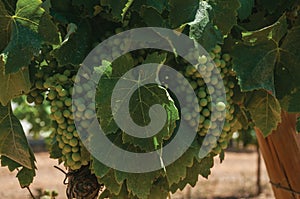 Grape cluster on twig of vine in a vineyard photo