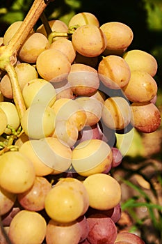 Grape cluster on vine in sunlight