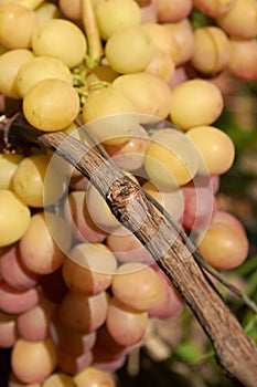 Grape cluster on vine in sunlight