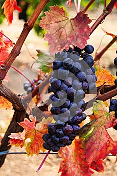 Grape cluster on vinetree photo