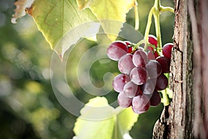 Grape cluster in vineyard