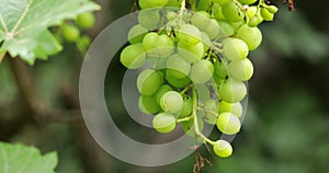 Grape cluster in vineyard, steadicam