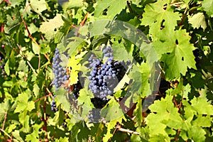 Grape clusters with blue dark berries hanging and ripening on a bush with leaves