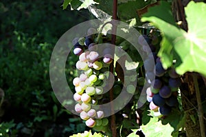 Grape clusters in an eco-friendly vineyard
