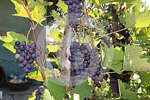 Grape clusters in an eco-friendly vineyard