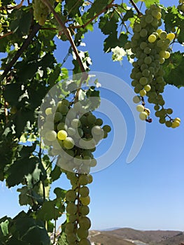 Grape clusters, grape grain