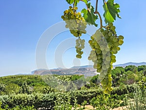 Grape clusters, grape grain