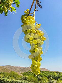 Grape clusters, grape grain