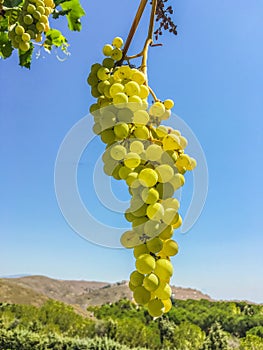 Grape clusters, grape grain