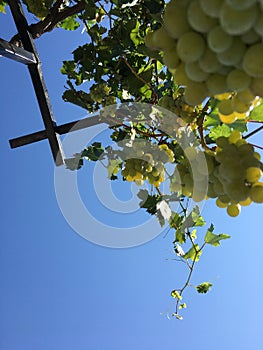 Grape clusters, grape grain