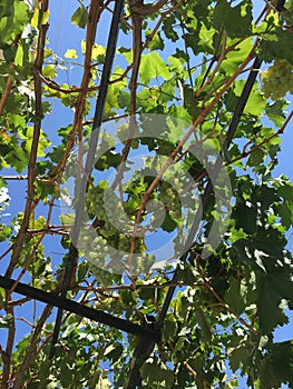 Grape clusters, grape grain