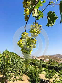 Grape clusters, grape grain