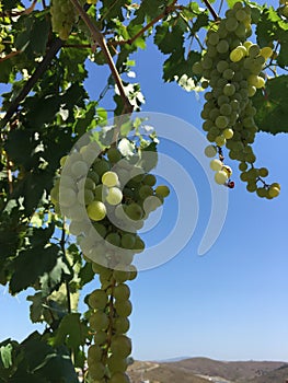 Grape clusters, grape grain