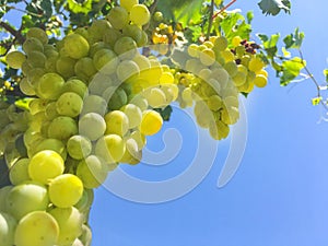 Grape clusters, grape grain