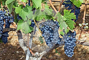 Grape clusters, growing red vine grapes, vineyard