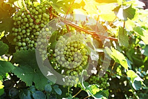 Grape clusters in summer