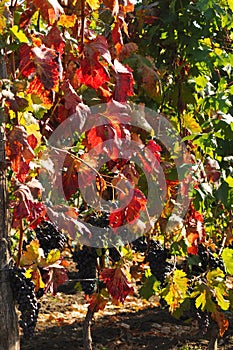 Grape clusters on vinetree