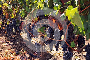 Grape clusters on vinetree