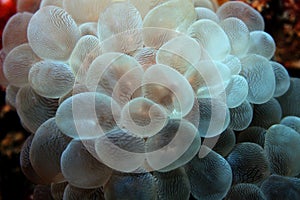 Grape Coral (Bubble)