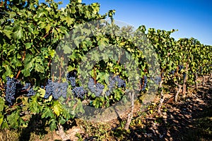 Grape crops dedicated to the elaboration of the famous Rioja wine