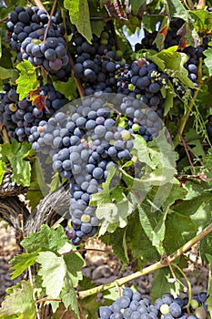 Vineyards in the region of La Rioja in Spain
