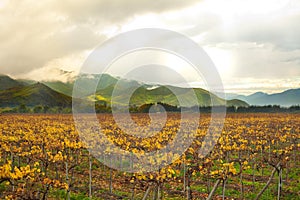 Grape crops at Elqui Valley in Chile