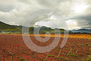 Grape crops at Elqui Valley photo