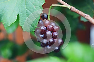 Grape delicious fruit