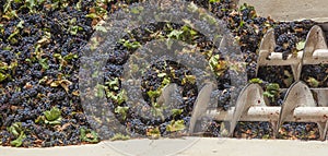 Grape destemmer in action during winemaking process photo