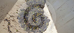 Grape destemmer in action during winemaking process photo