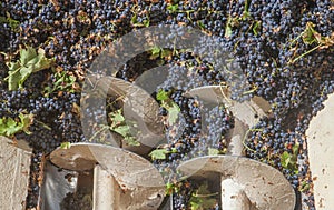 Grape destemmer in action during winemaking process photo